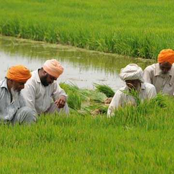 नोटबंदी के असर से अभी भी उबर नहीं पाए हैं पंजाब के किसान